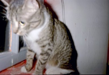 Farbphoto von der Katze Carton auf dem Fensterbrett in der Wohnung von Kim Hartley in der Emser Strasse 116 in Berlin Neukölln im Jahr 2004. Photo: Kim Hartley.