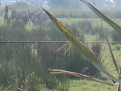 Foto von nachgezüchteten Europäischen Wildpferden bei Coldam vom Mittwoch, dem 26. Oktober 2016. Fotograf: Erwin Thomasius