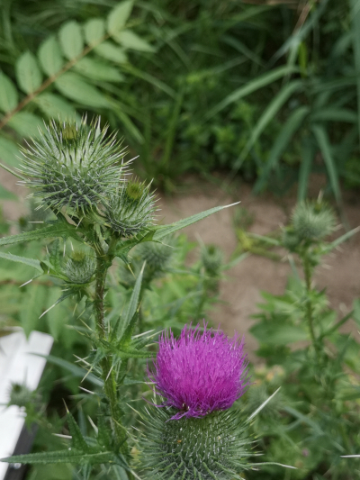 Farbfoto: Auf dieser Distel saß der Schmetterling SCHWALBENSCHWANZ im Volkspark Hasenheide im Bezirk Neukölln in Berlin im Juli des Jahres 2022. Fotograf: Erwin Thomasius.