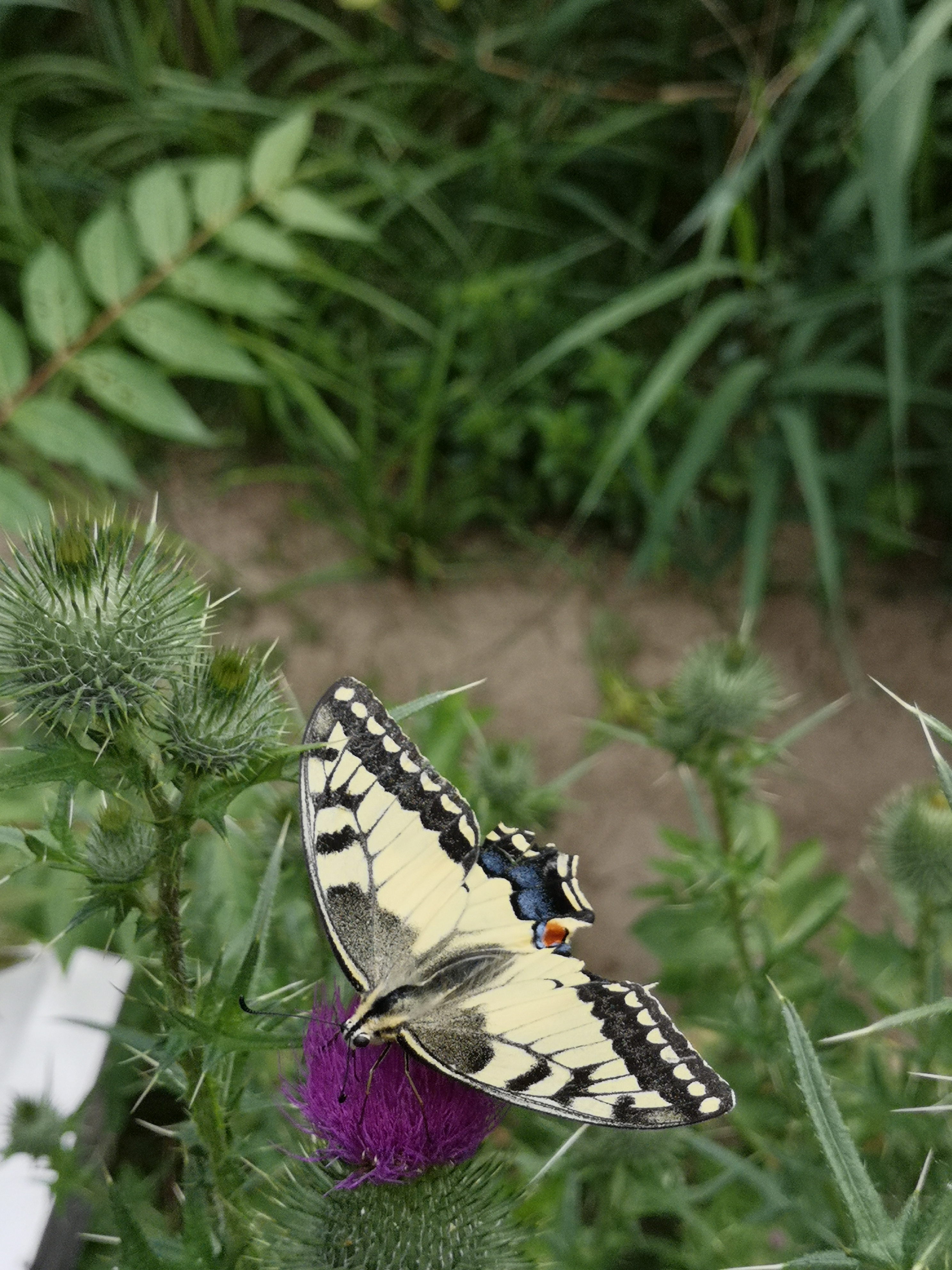 Farbfoto: Der Schmetterling Papilio machaon auf einer Distel im Volkspark Hasenheide in Berlin im Juli 2022. Fotograf: Erwin Thomasius.