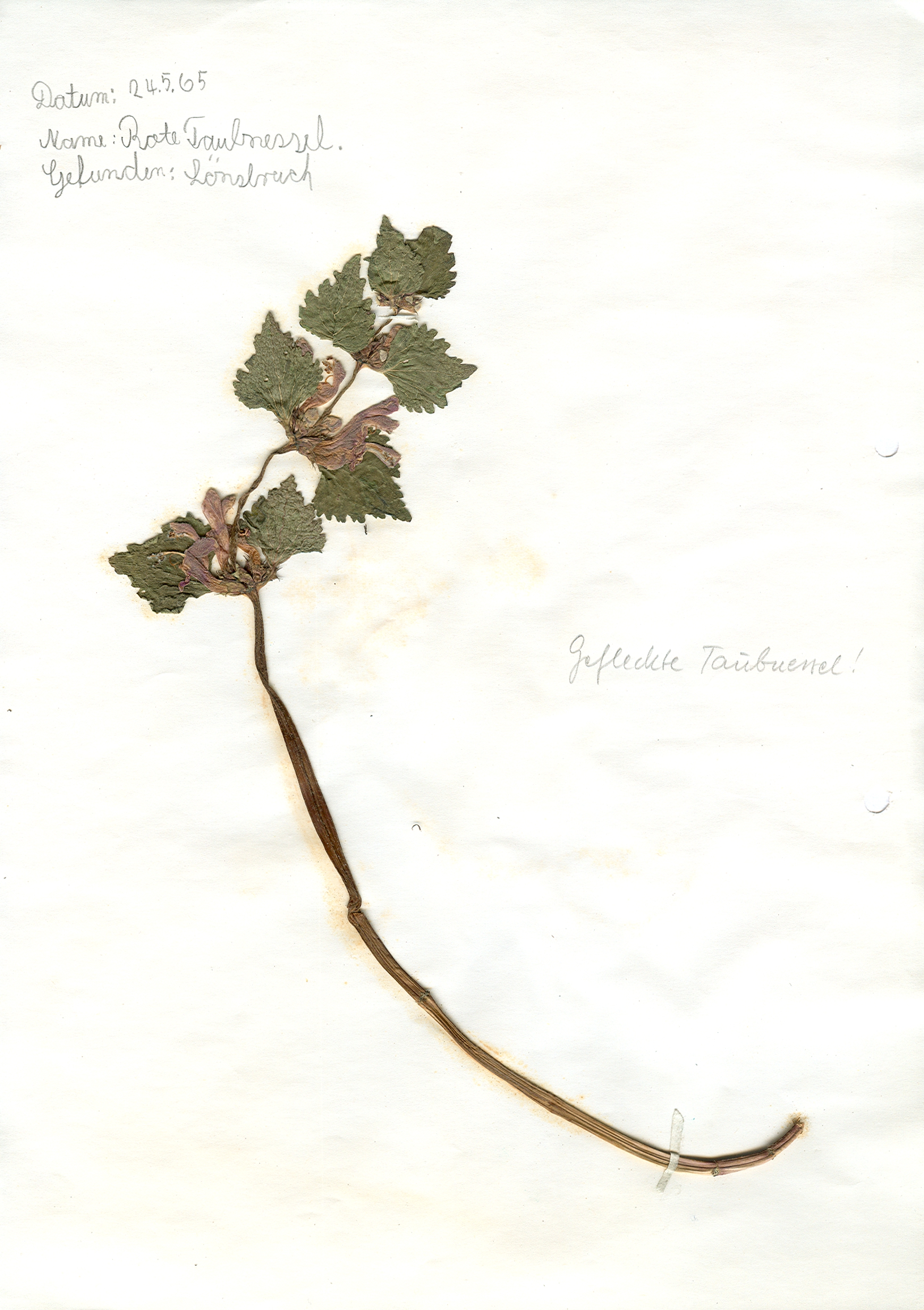 In Hildesheim im Lönsbruch gefundene und anschließend gepresste und getrocknete Gefleckte Taubnessel in meinem Herbarium aus dem Jahre 1965. Erwin Thomasius.