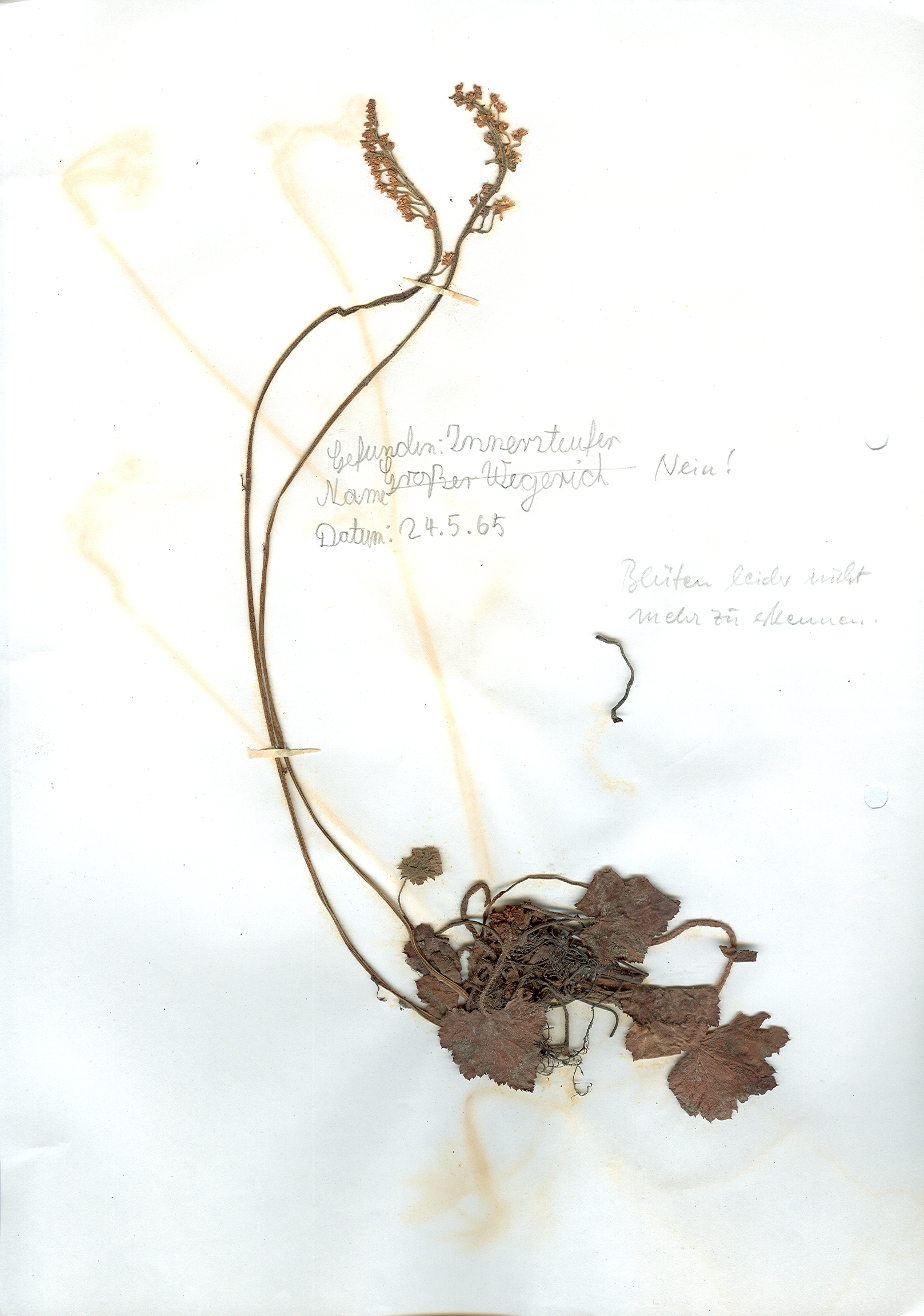 In Hildesheim auf dem Innerstufer gefundene und anschließend gepresste und getrocknete Pflanze in meinem Herbarium aus dem Jahre 1965. Erwin Thomasius.