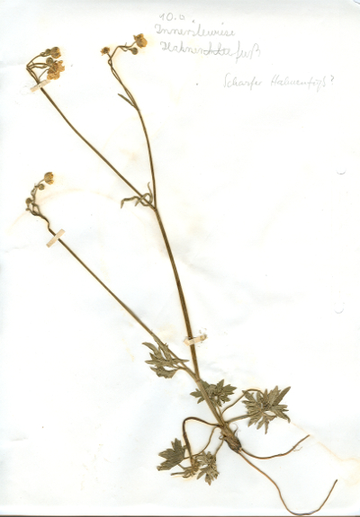 In Hildesheim in der Innerstewiese gefundener und anschließend gepresster und getrockneter Hahnenfuß in meinem Herbarium aus dem Jahre 1965. Erwin Thomasius.