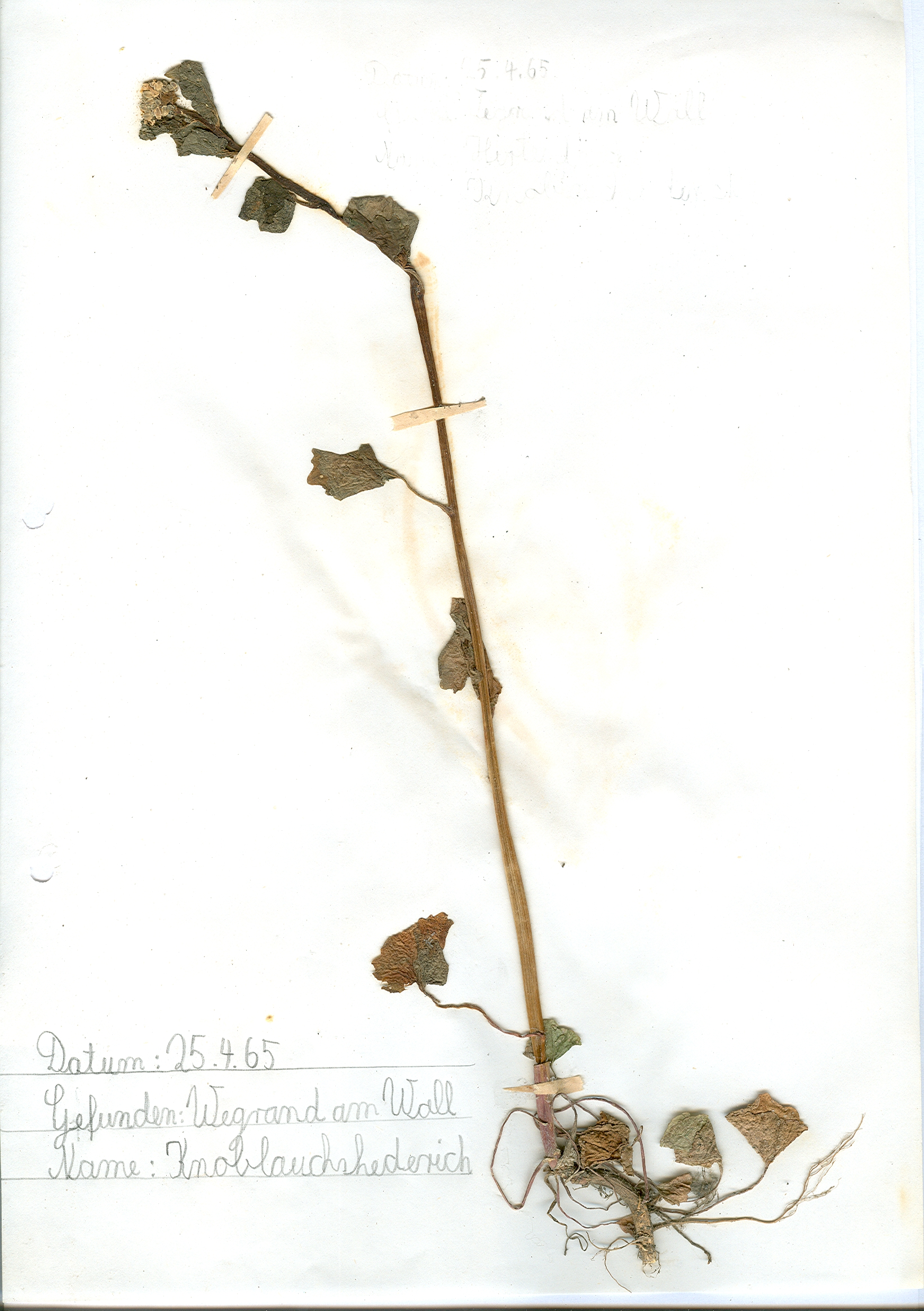 Auf dem Wegrand am Wall in Hildesheim gefundener und anschließend gepresster und getrockneter Knoblauchshederich in meinem Herbarium aus dem Jahre 1965. Erwin Thomasius.