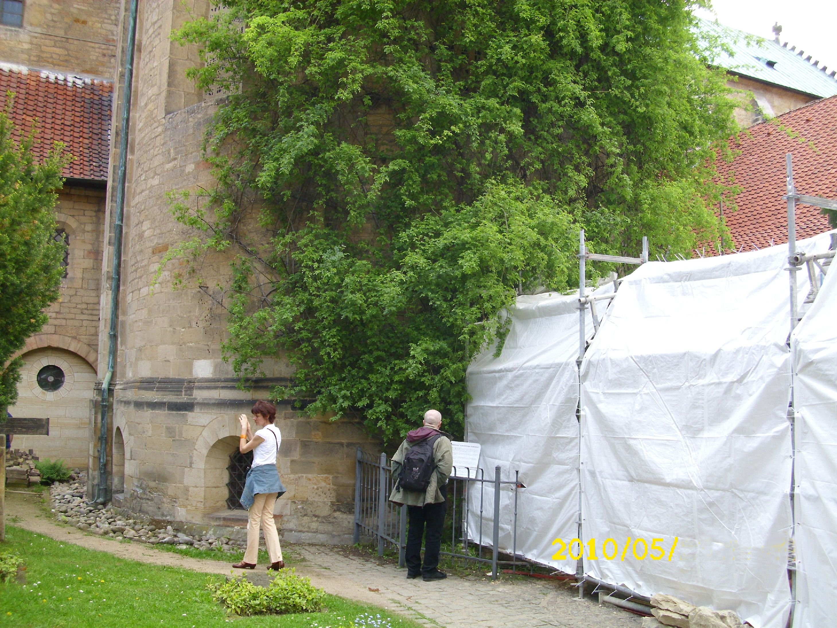 Farbphoto: Der Tausendjährige Hildesheimer Rosenstrauch im Mai 2010. Rechts: Die Absperrung um eine im Zusammenhang mit der Sanierung des Hildesheimer Mariendoms ausgehobene Grube. Unter dem Rosenstrauch: Erwin Thomasius beim Lesen einer Informationstafel. Fotograf: Kim Hartley.