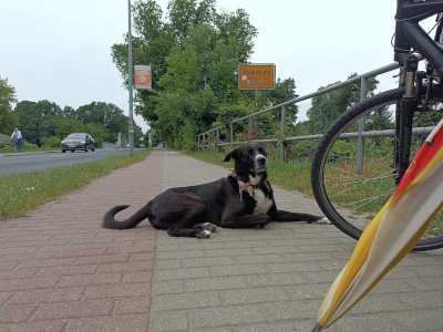 Ralf Splettstößers Hund MATSCHEK und Ralfs Fahrrad vor Oranienburg. Sommer 2024. Farbfoto: Ralf Splettsößer.