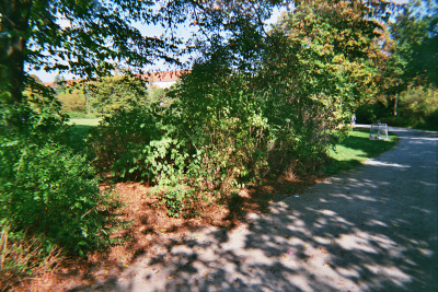 Farbfoto: Gebüsch im Oktober des Jahres 2014 im Park Thomashöhe im Bezirk Neukölln in Berlin.