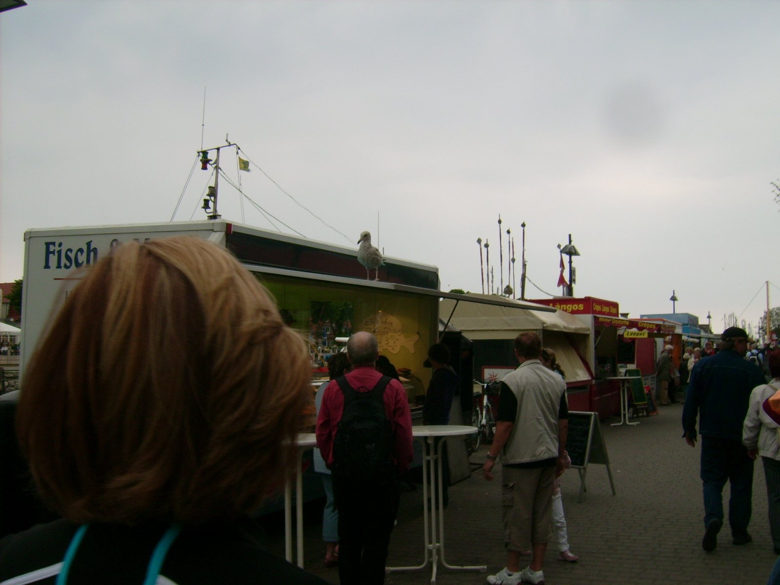 Erwin Thomasius beim Lesen der Preise in einem Fischverkaufswagen und beim Beobachten der Möwe auf dem Fischverkaufswagen über ihm in Warnemünde im Juni des Jahres 2009. Fotograf: Bernd Paepcke.