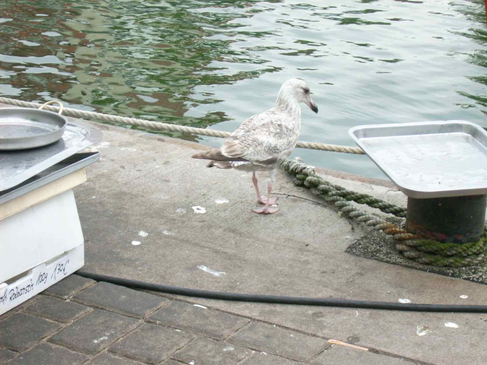 Farbfoto: Eine Möwe suchte im Fischereihafen in Warnemünde nach Nahrung. Im Juni 2009. Fotograf: Bernd Paepcke.