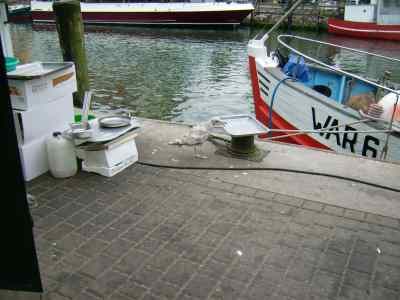 Farbfoto: Eine im Fischereihafen von Warnemünde nach Fischresten suchende Möwe im Juni des Jahres 2009. Fotograf: Bernd Paepcke.