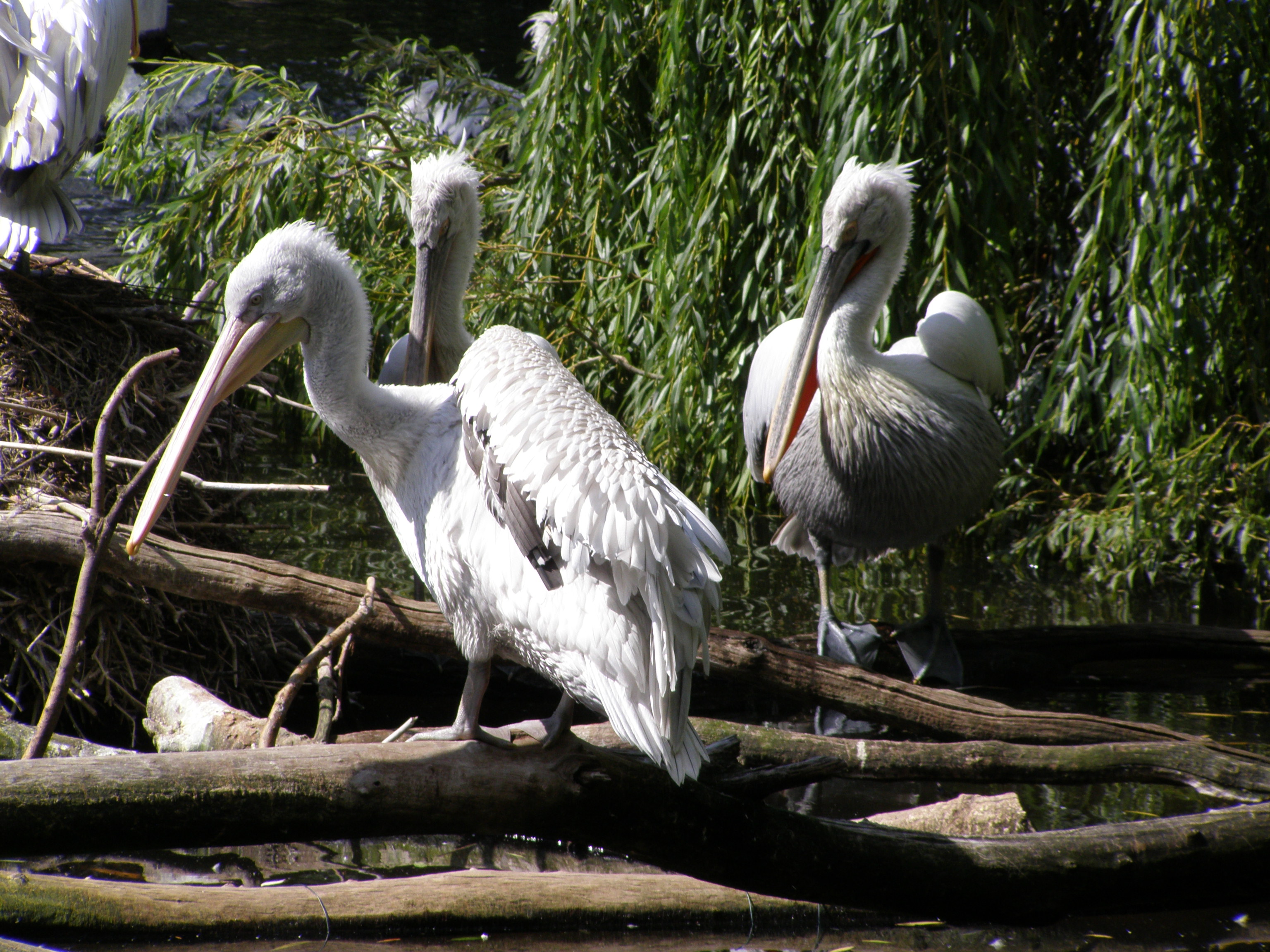 Farbphoto von Pelikanen im Zoologischen Garten in Berlin im Jahre 2008. Photographin: Luise Müller.